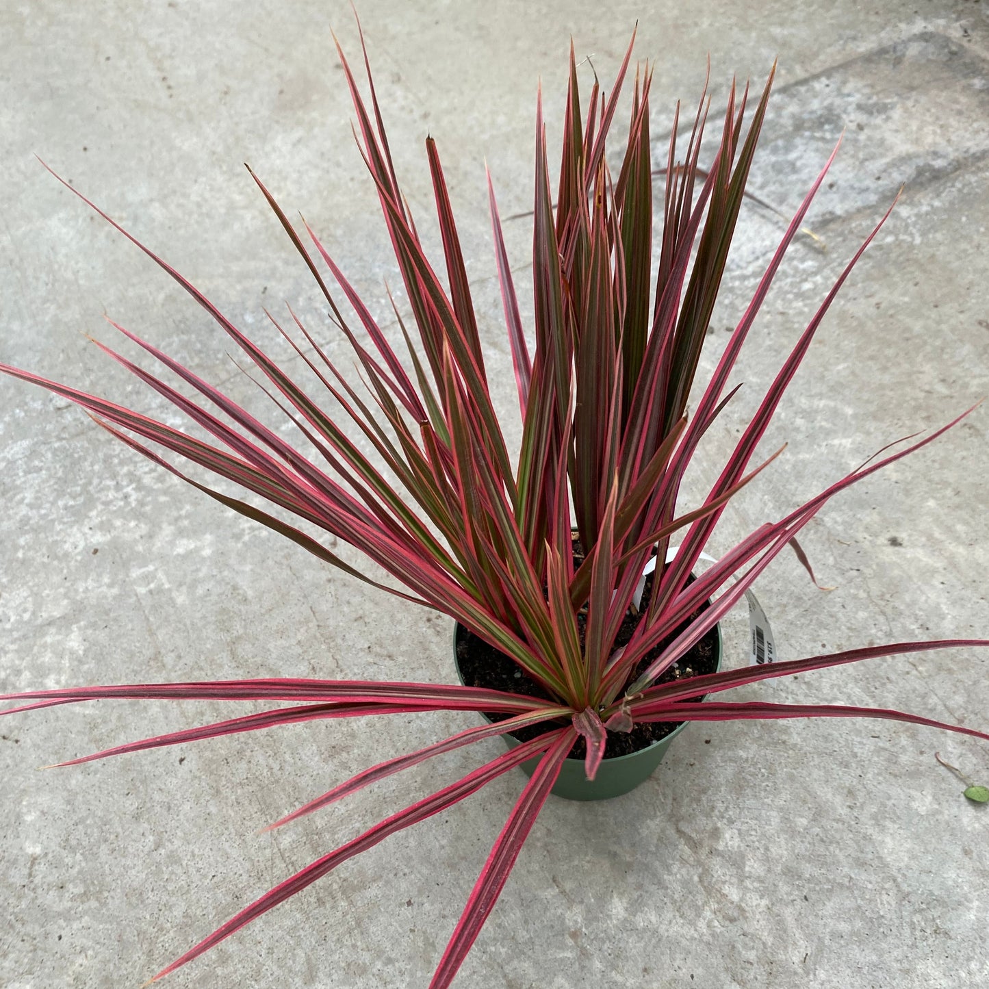 Dracaena 'Colorama Bush'
