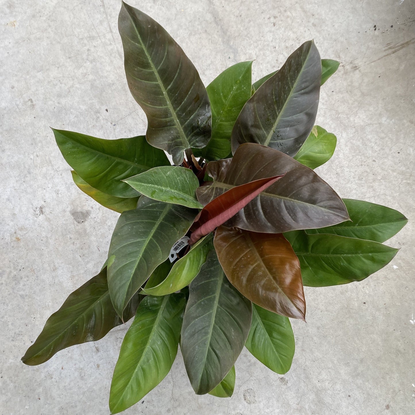 Philodendron 'Imperial Red'