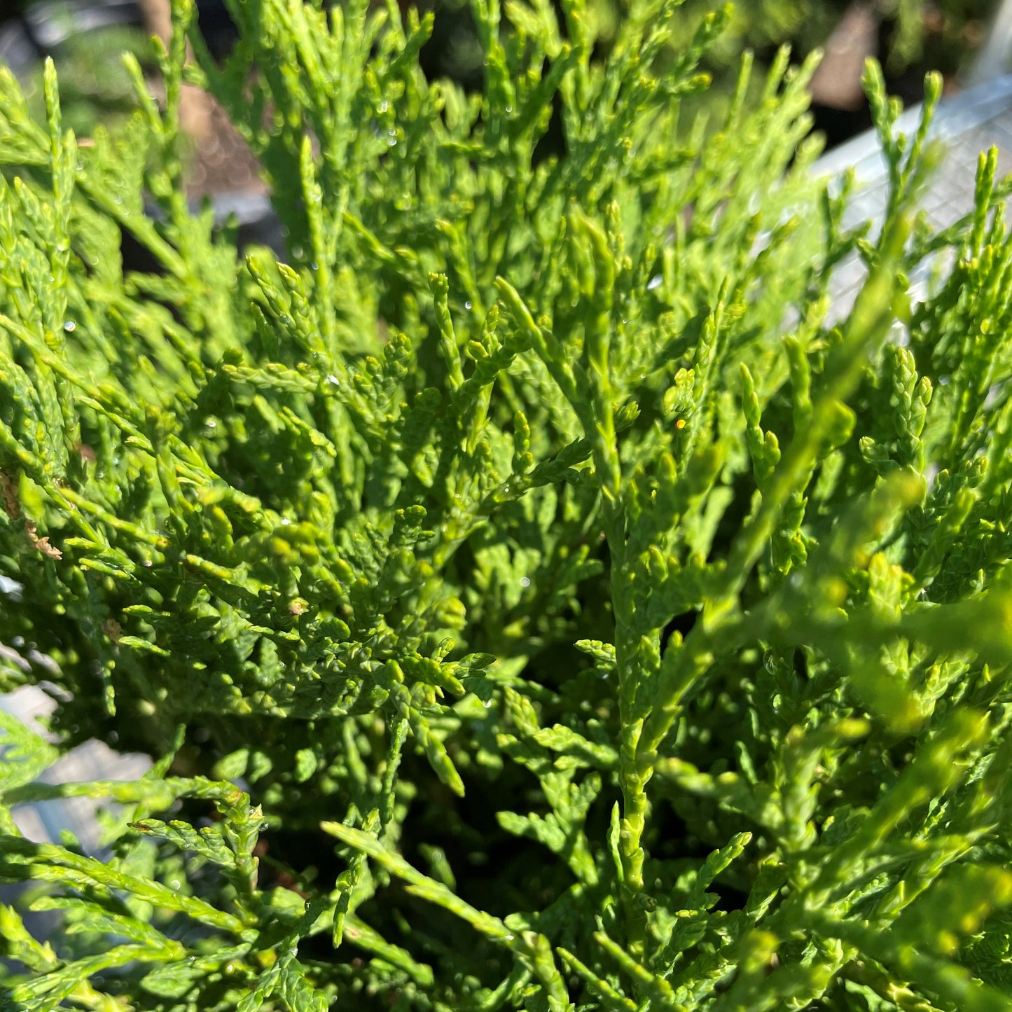 Cedar 'Hetz Midget'
