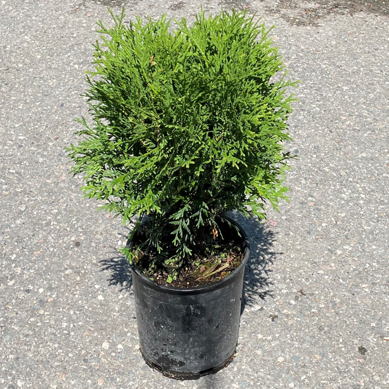 Cedar 'Hetz Midget'