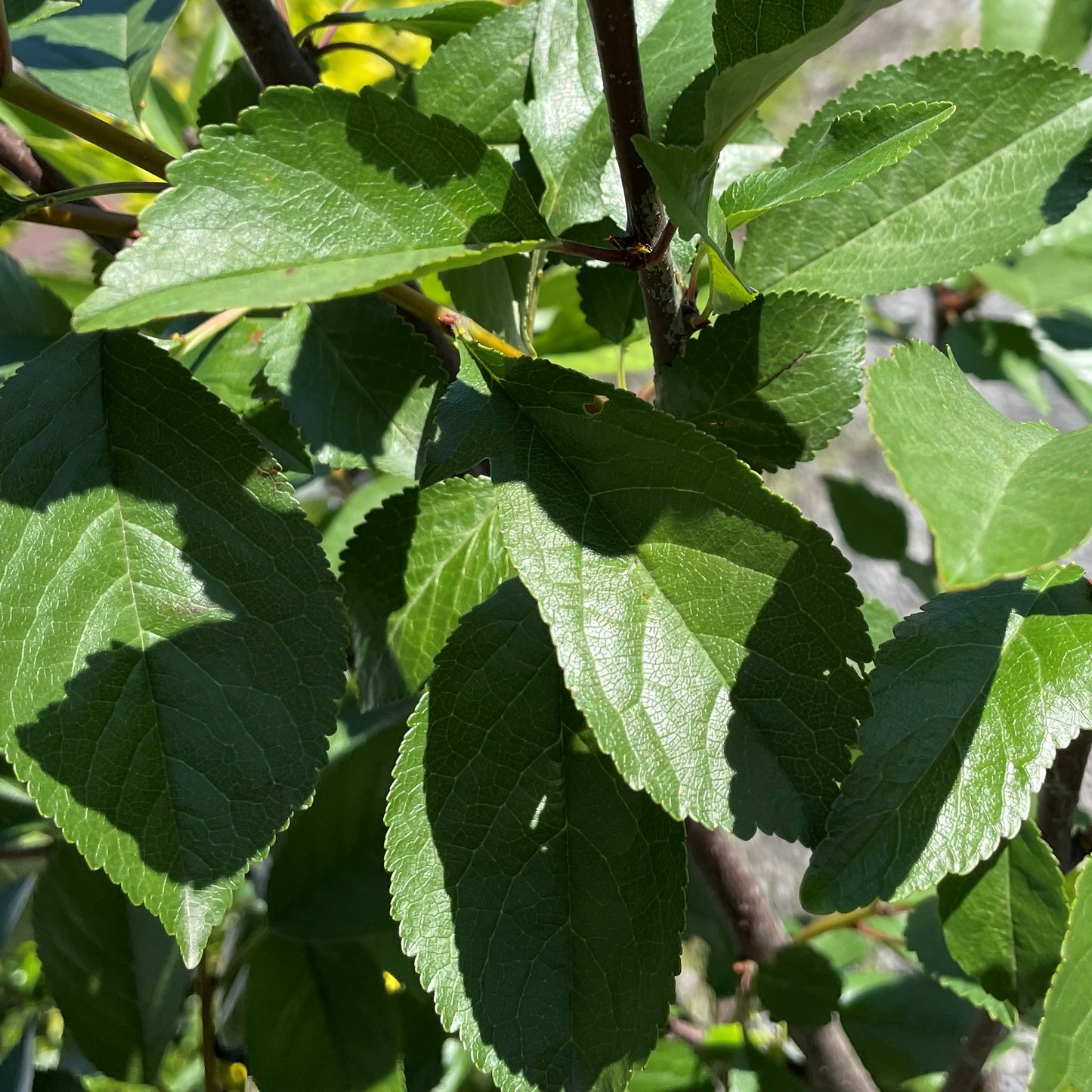 Cherry 'Montmorency'