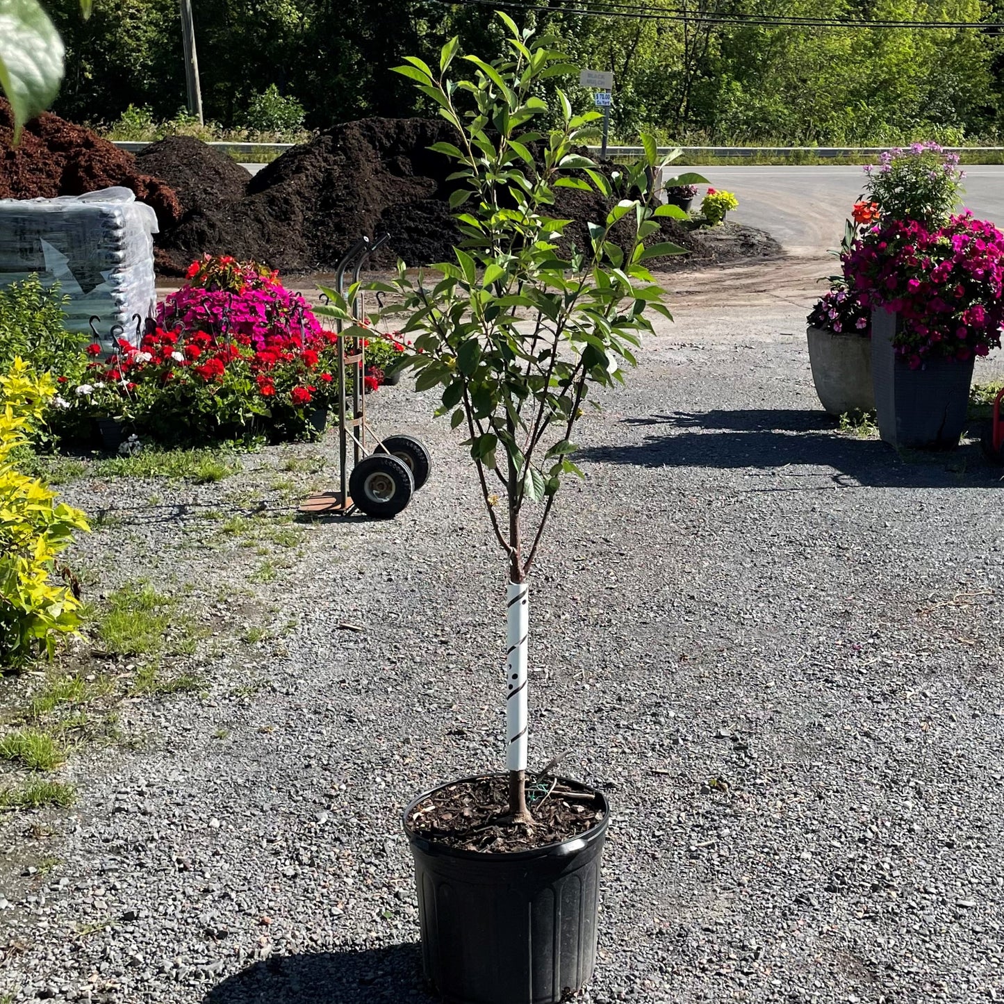 Cherry 'Montmorency'