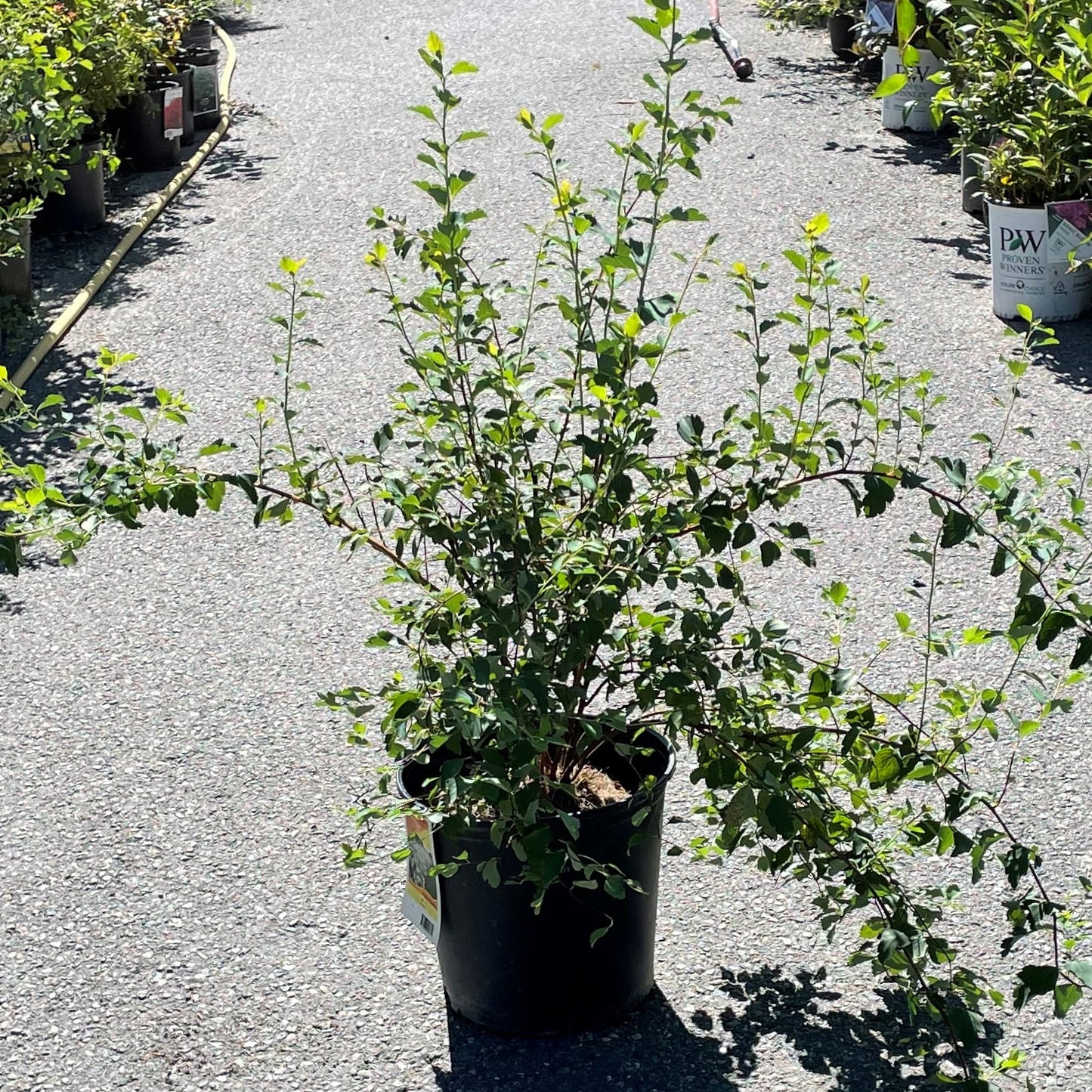 Spirea 'Bridal Wreath'