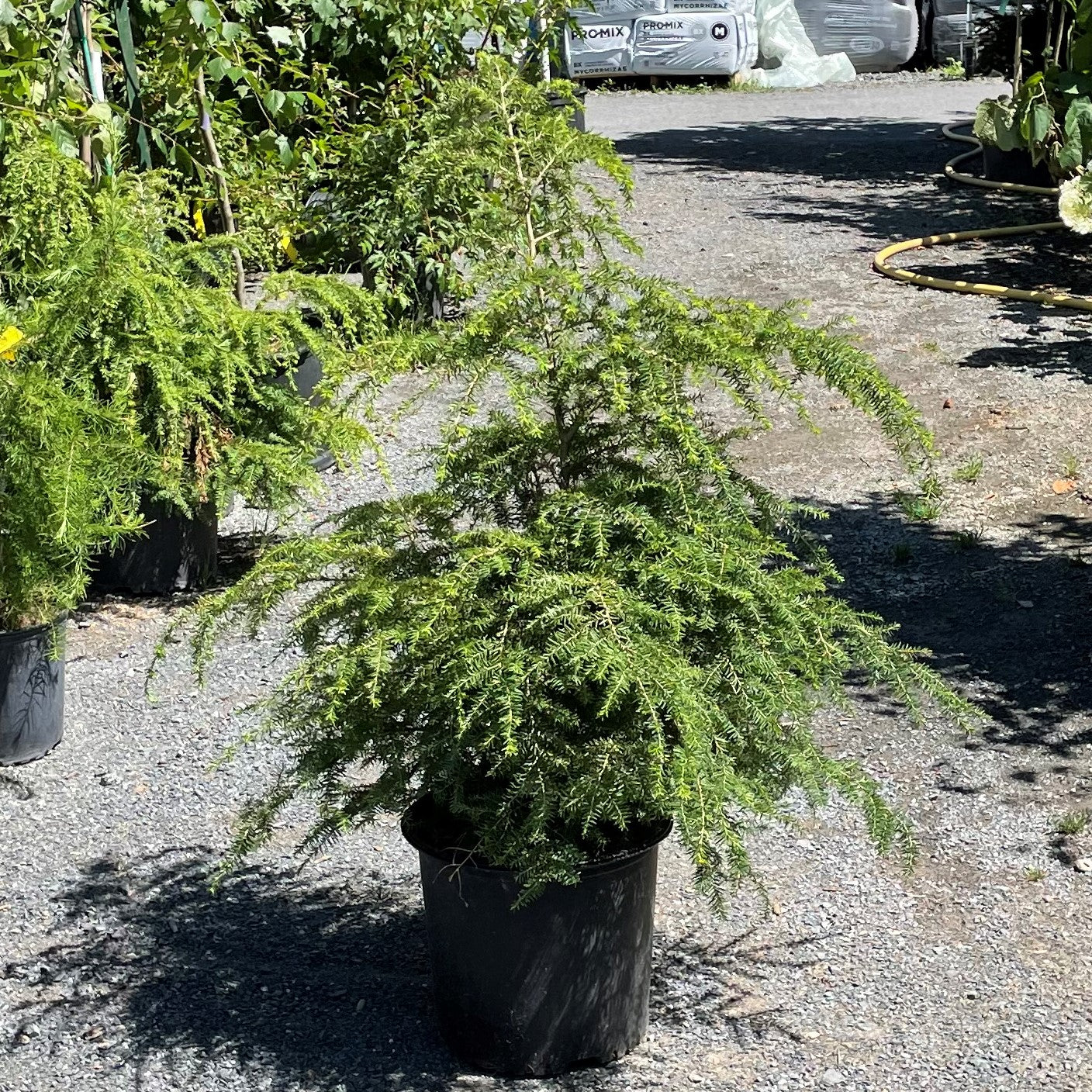Hemlock 'Canadian'