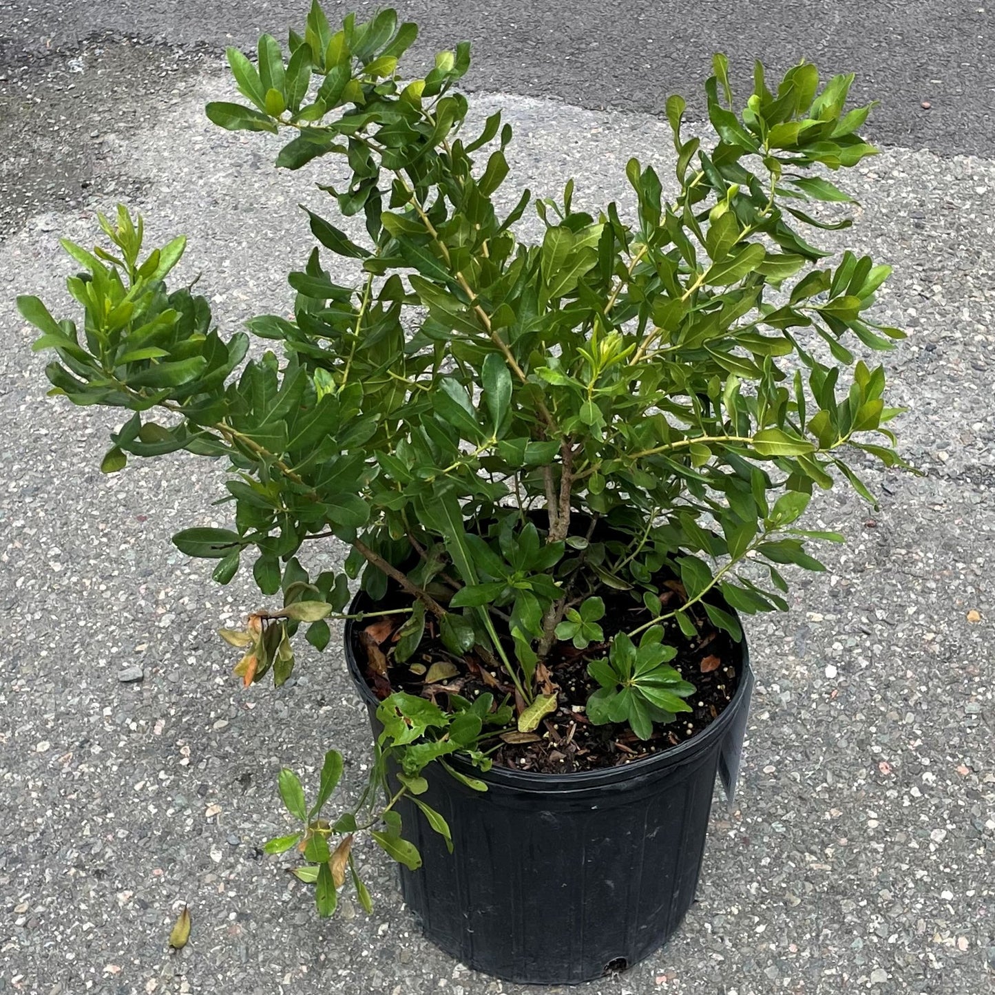 Northern Bayberry