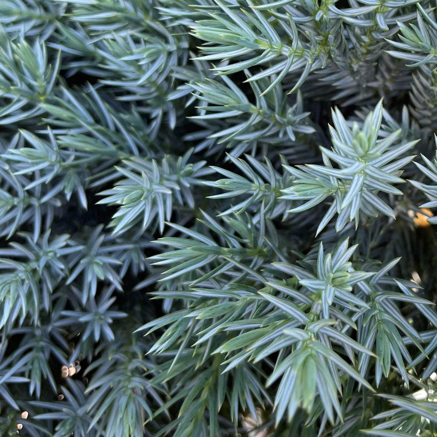 Juniper 'Blue Star'