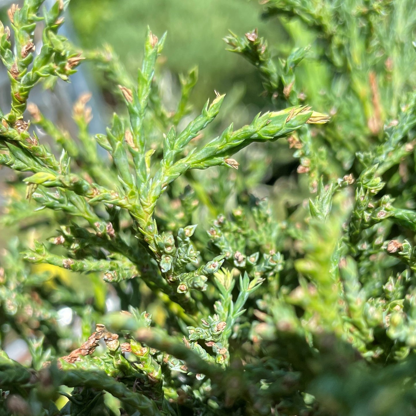 Juniper 'Compact Andorra'