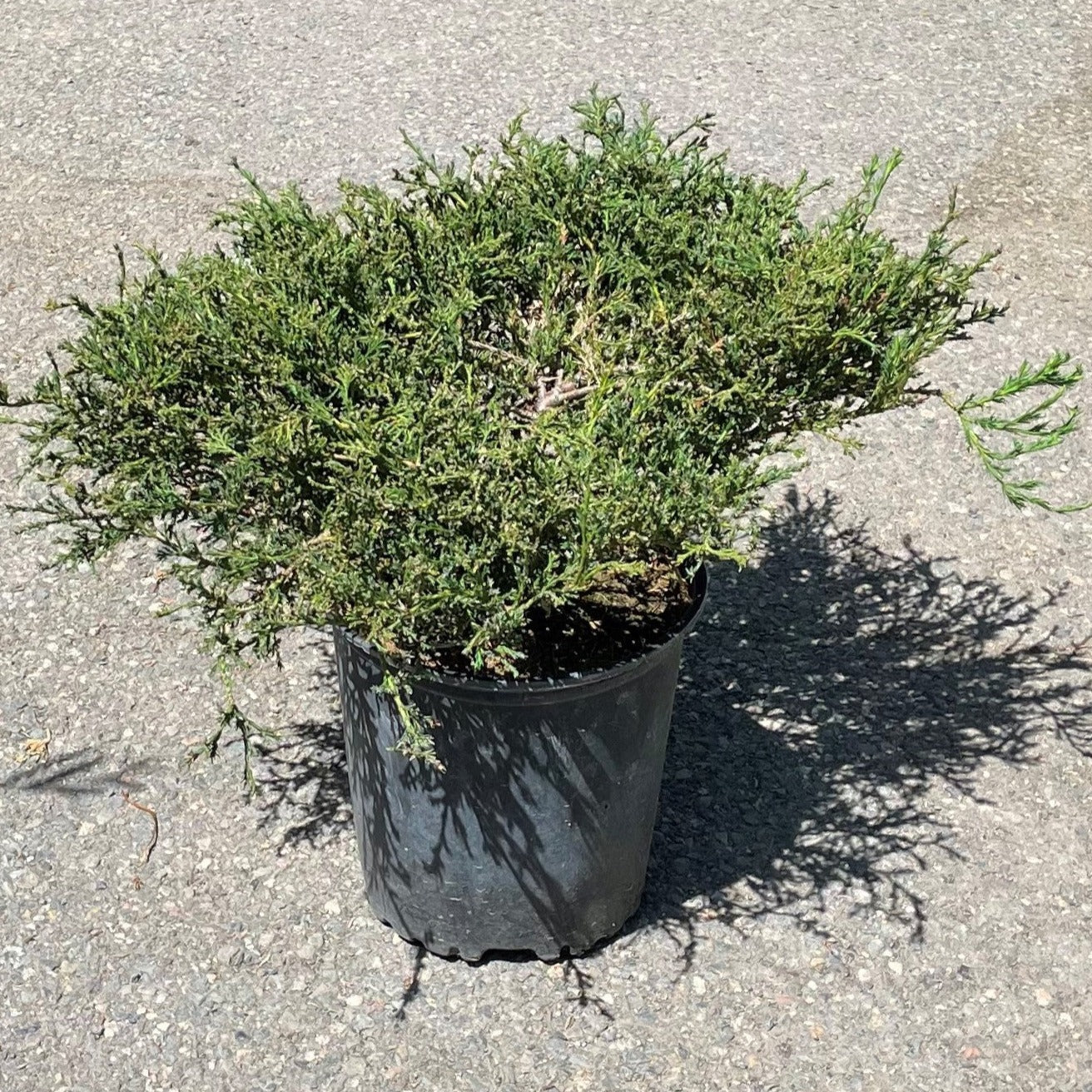 Juniper 'Compact Andorra'