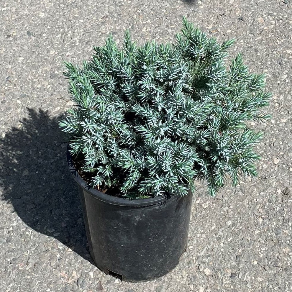 Juniper 'Blue Star'