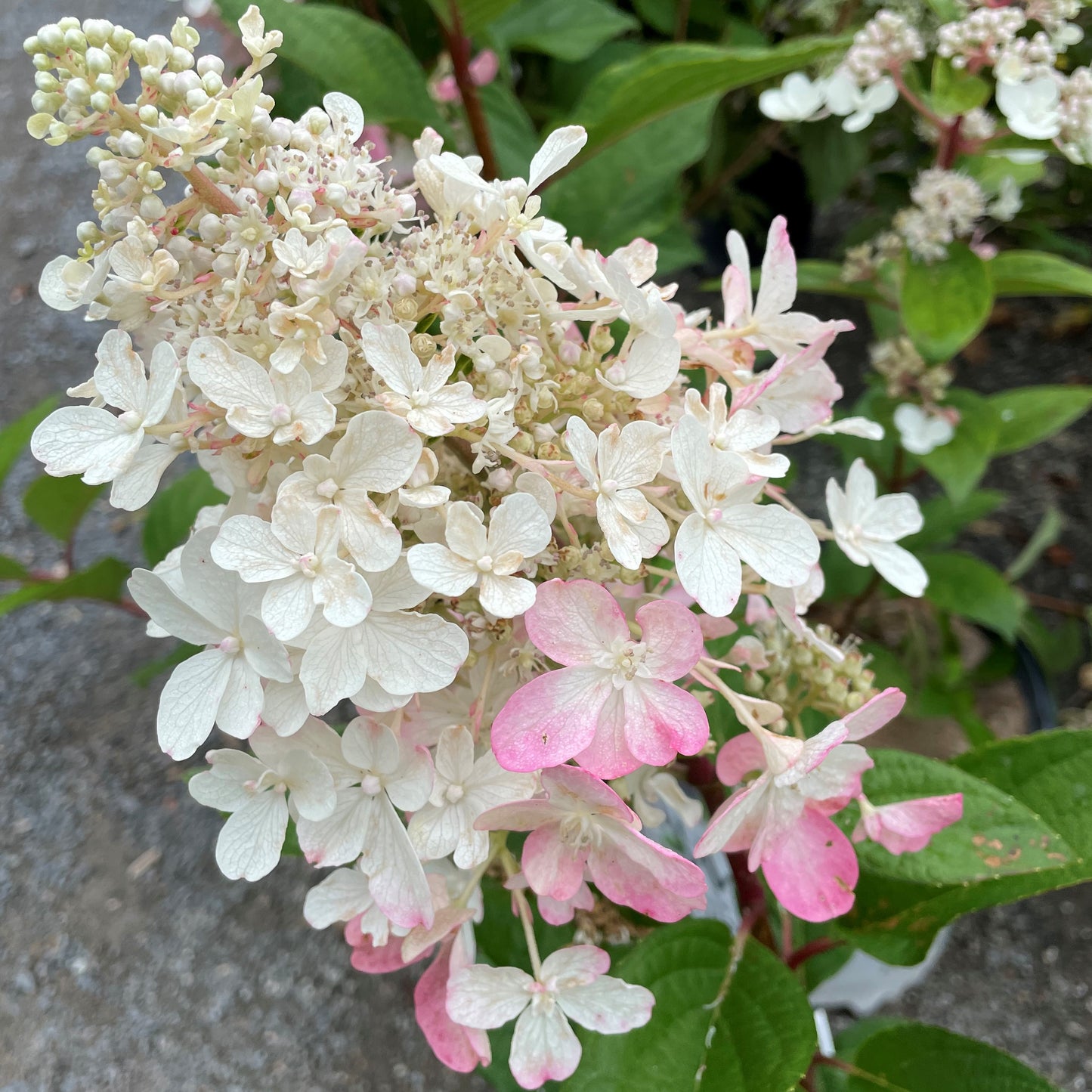 Hydrangea 'Pinky Winky®'