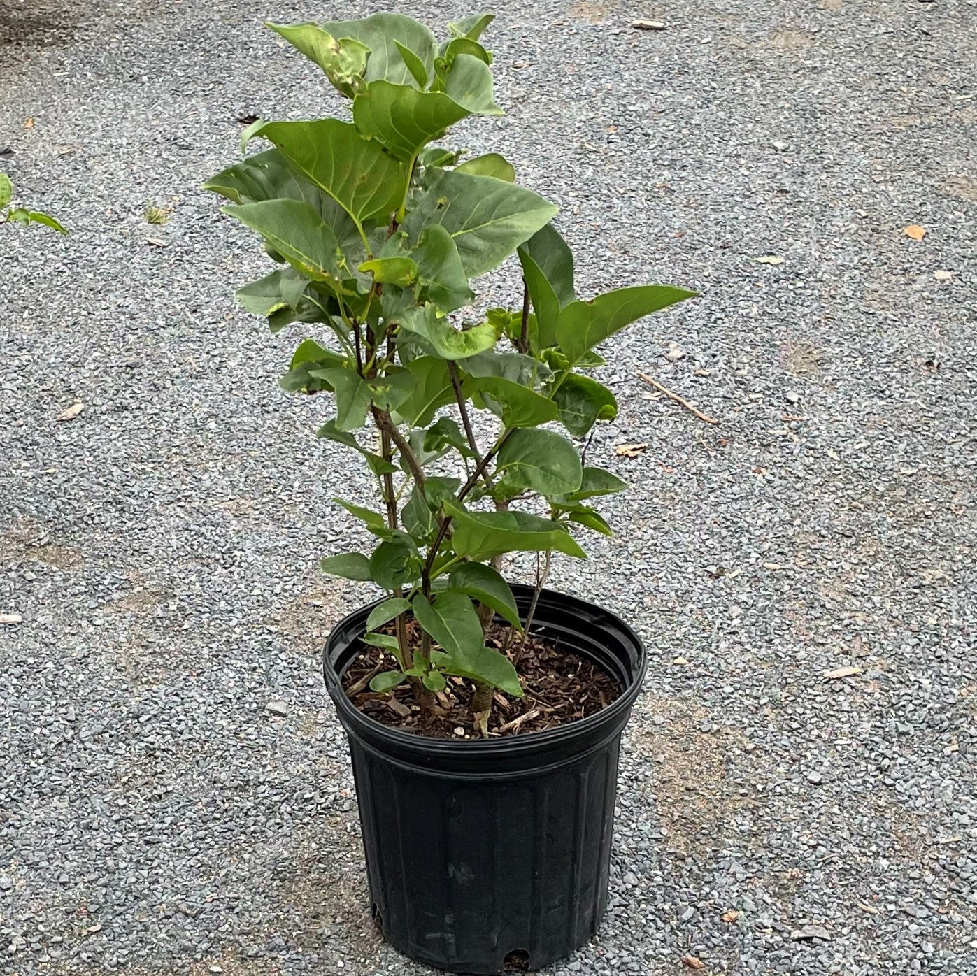 Lilac 'Ludwig Spaeth'