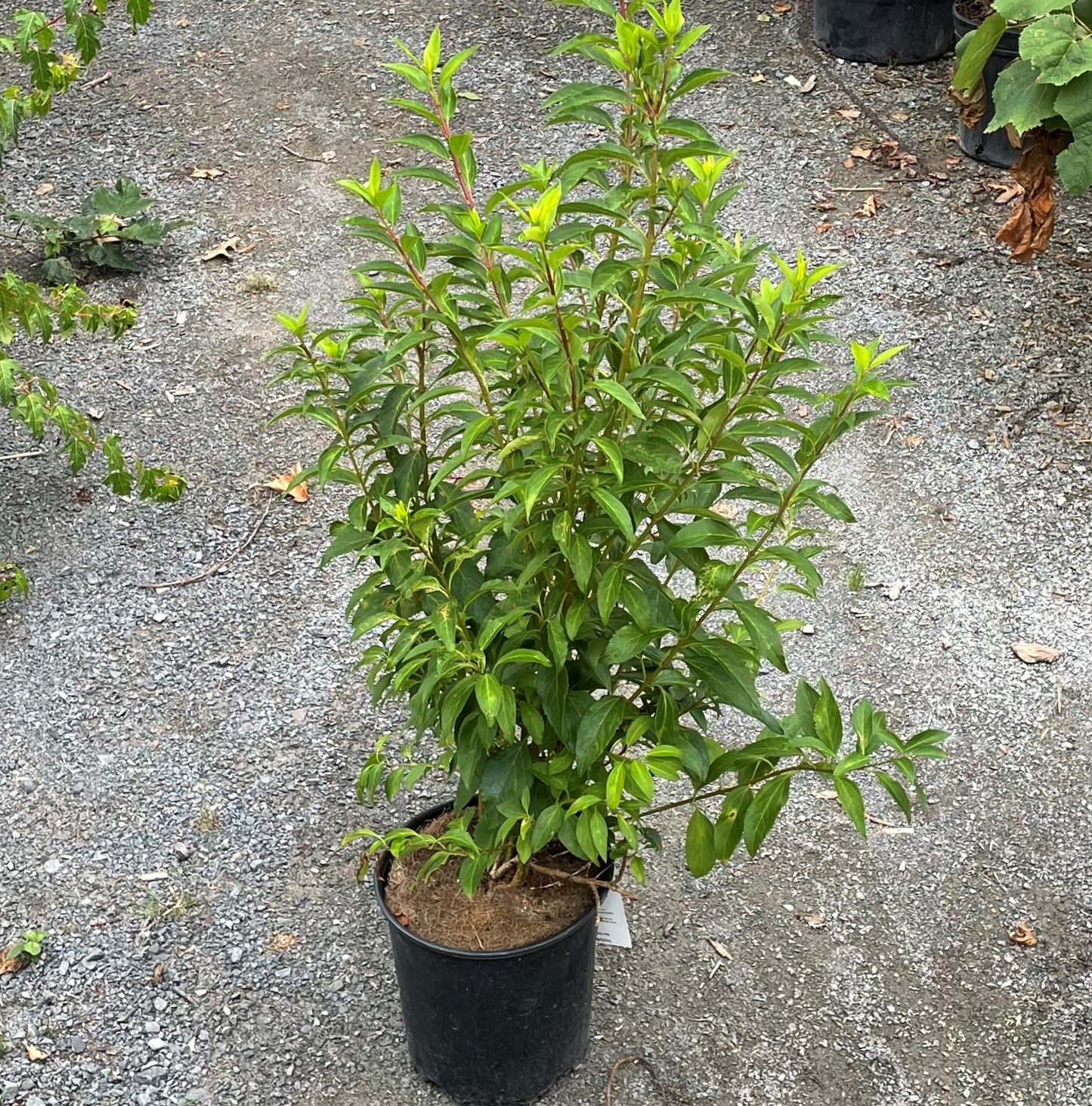 Forsythia 'Weekend'