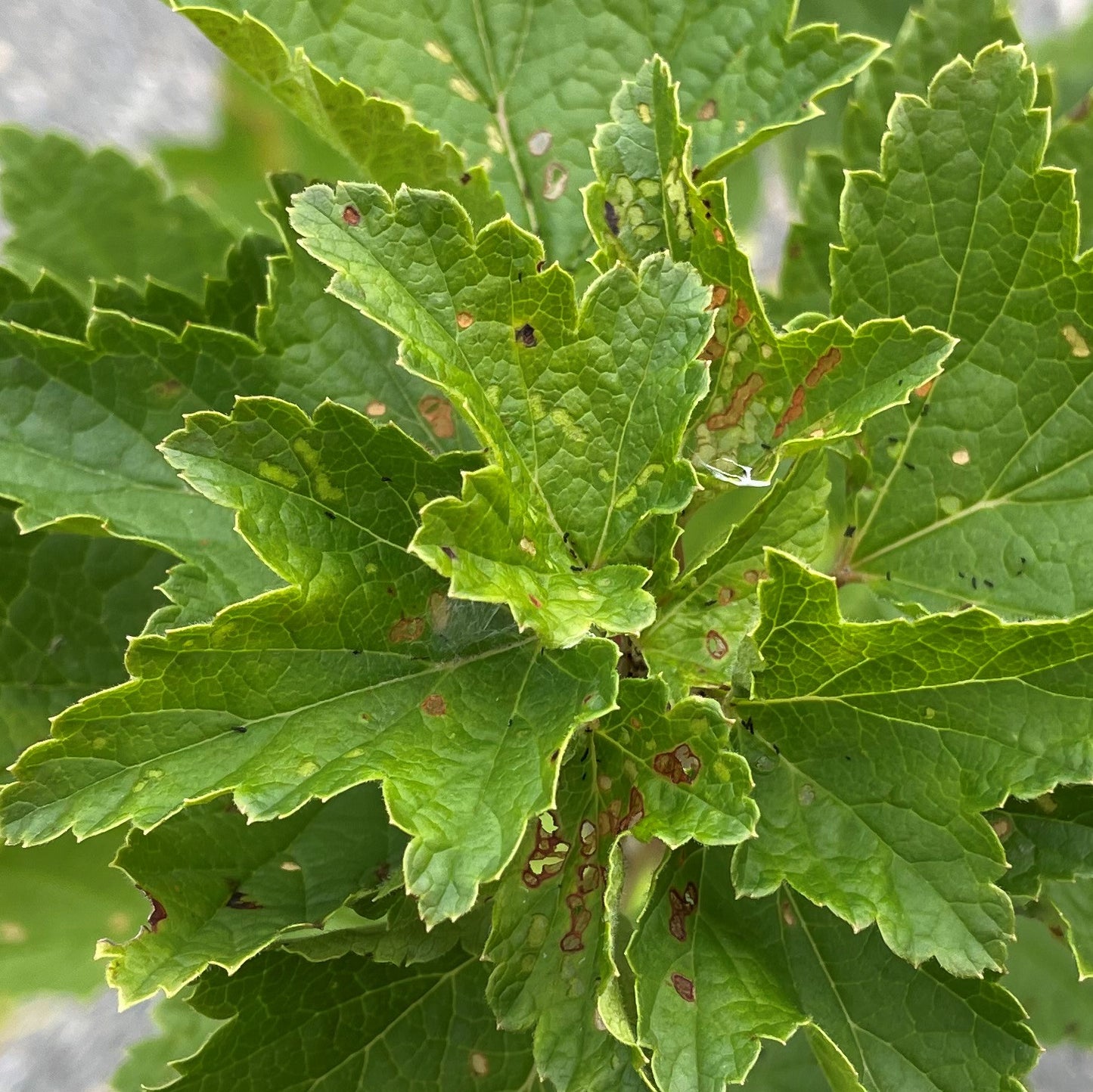 Currant 'Red Lake'