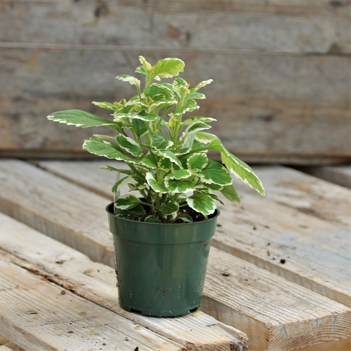 Swedish Ivy