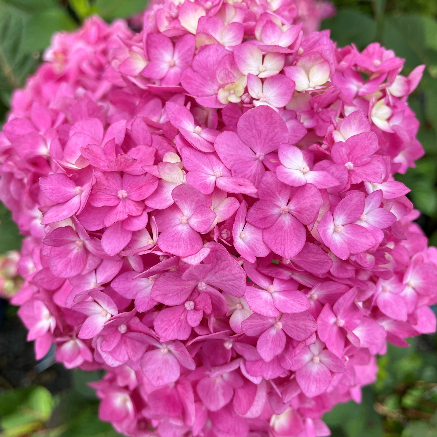 Hydrangea 'Bloomstruck'