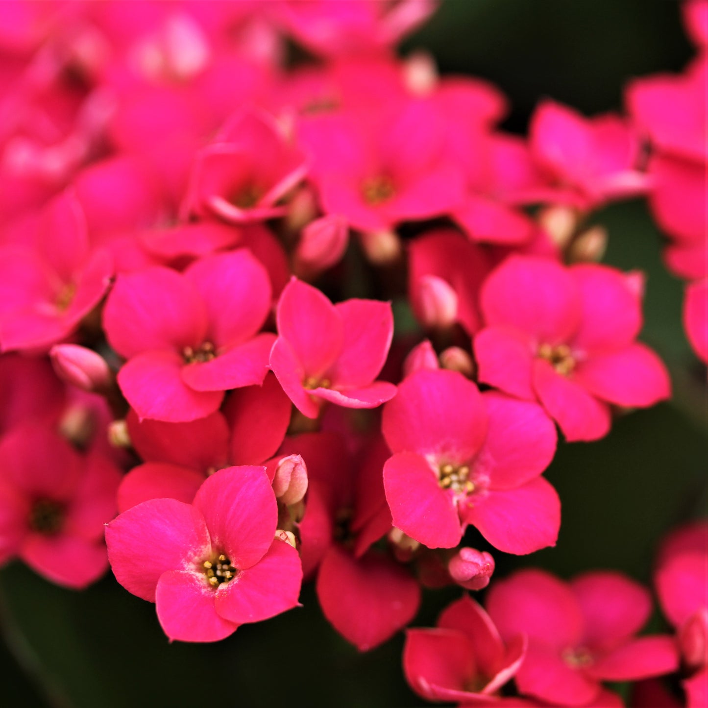 Kalanchoe