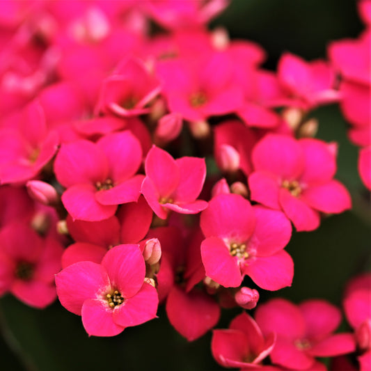 Kalanchoe