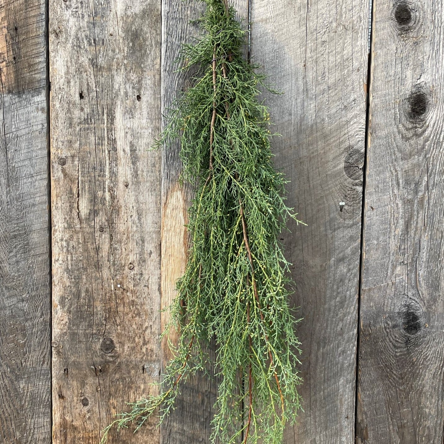 Fresh Carolina Sapphire Bundle