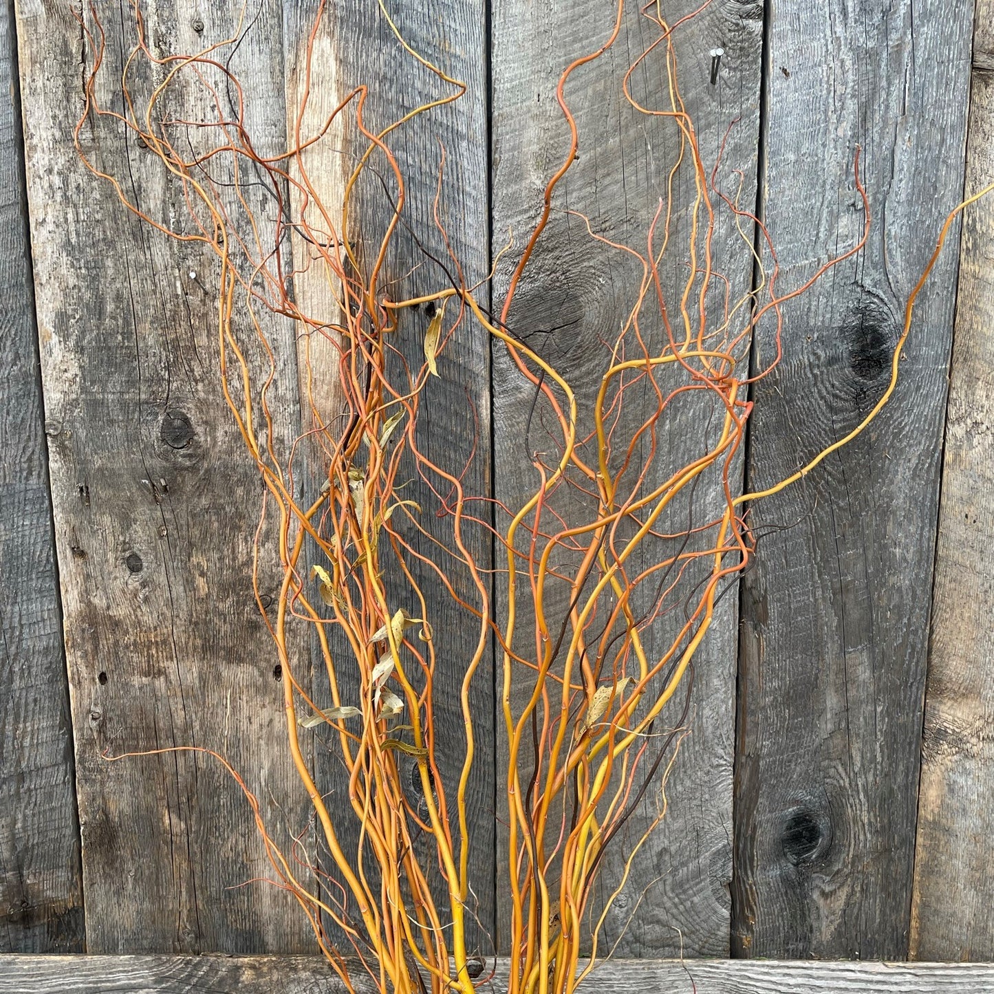 Curly Willow 36" Tall Bundle