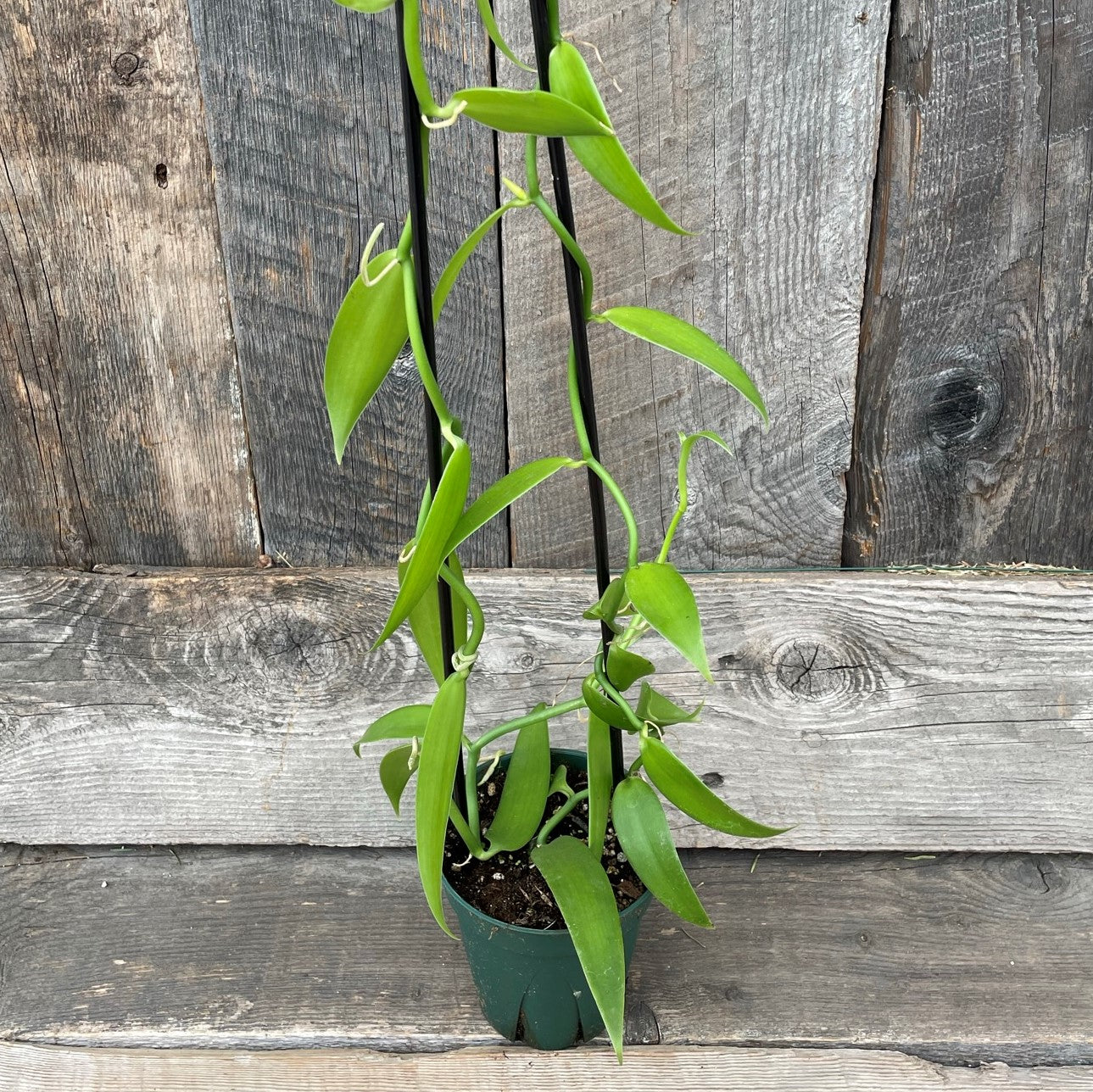 Orchid Vanilla Flat-Leaved
