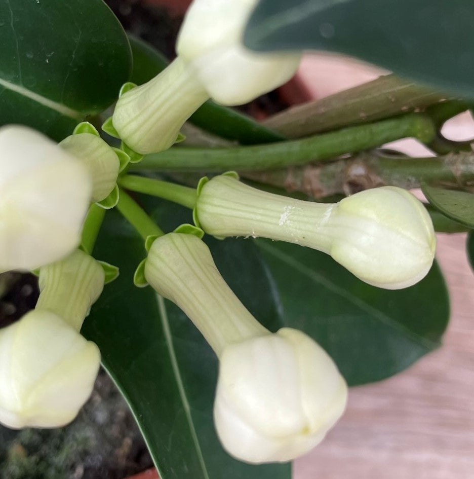 Stephanotis