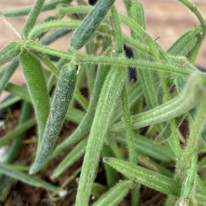 Needle Leaf Wax Vine