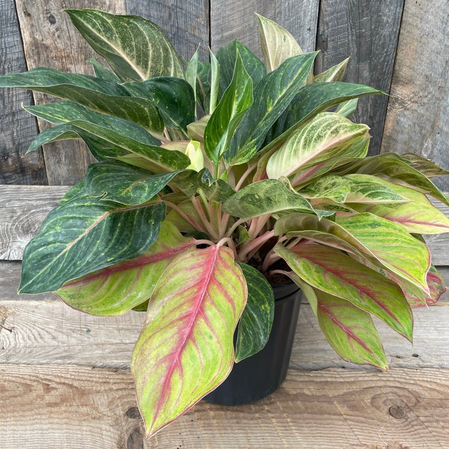 Aglaonema 'Golden Fluorite'