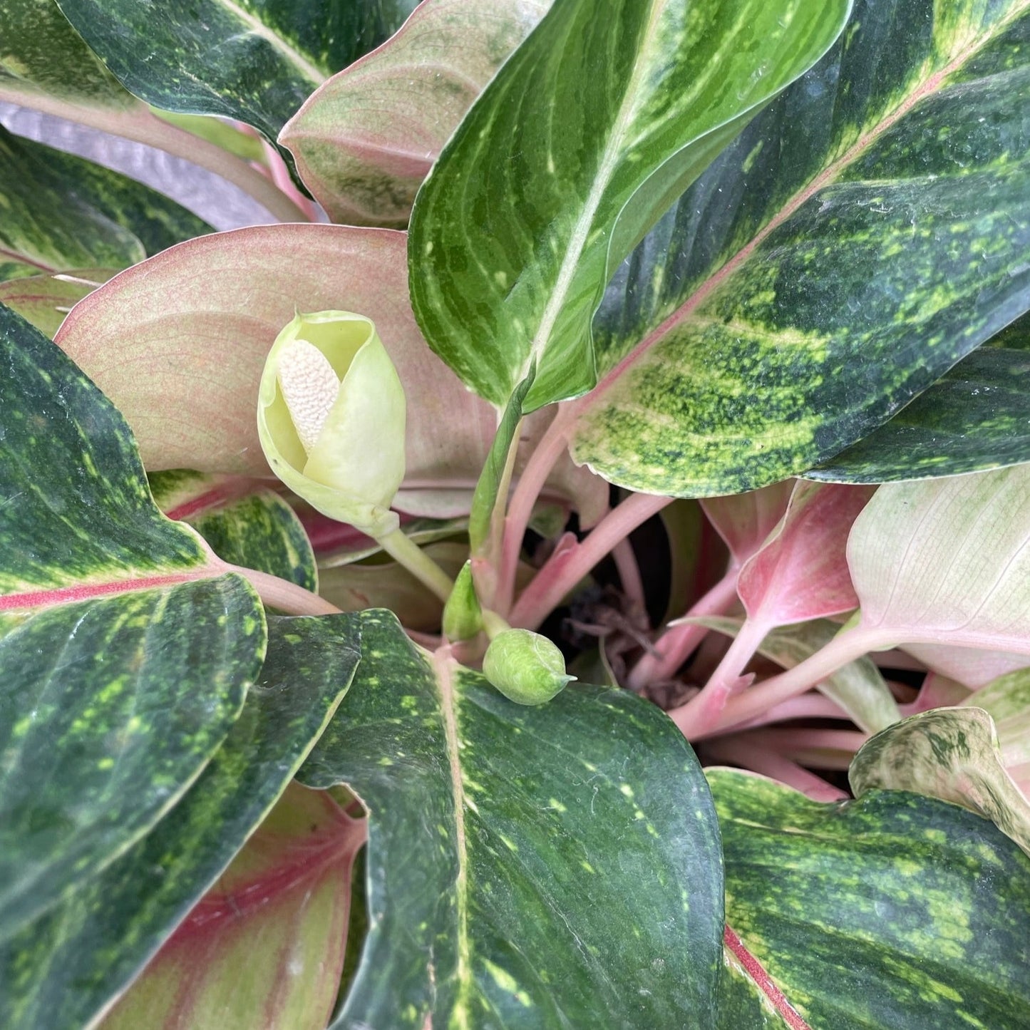 Aglaonema 'Golden Fluorite'