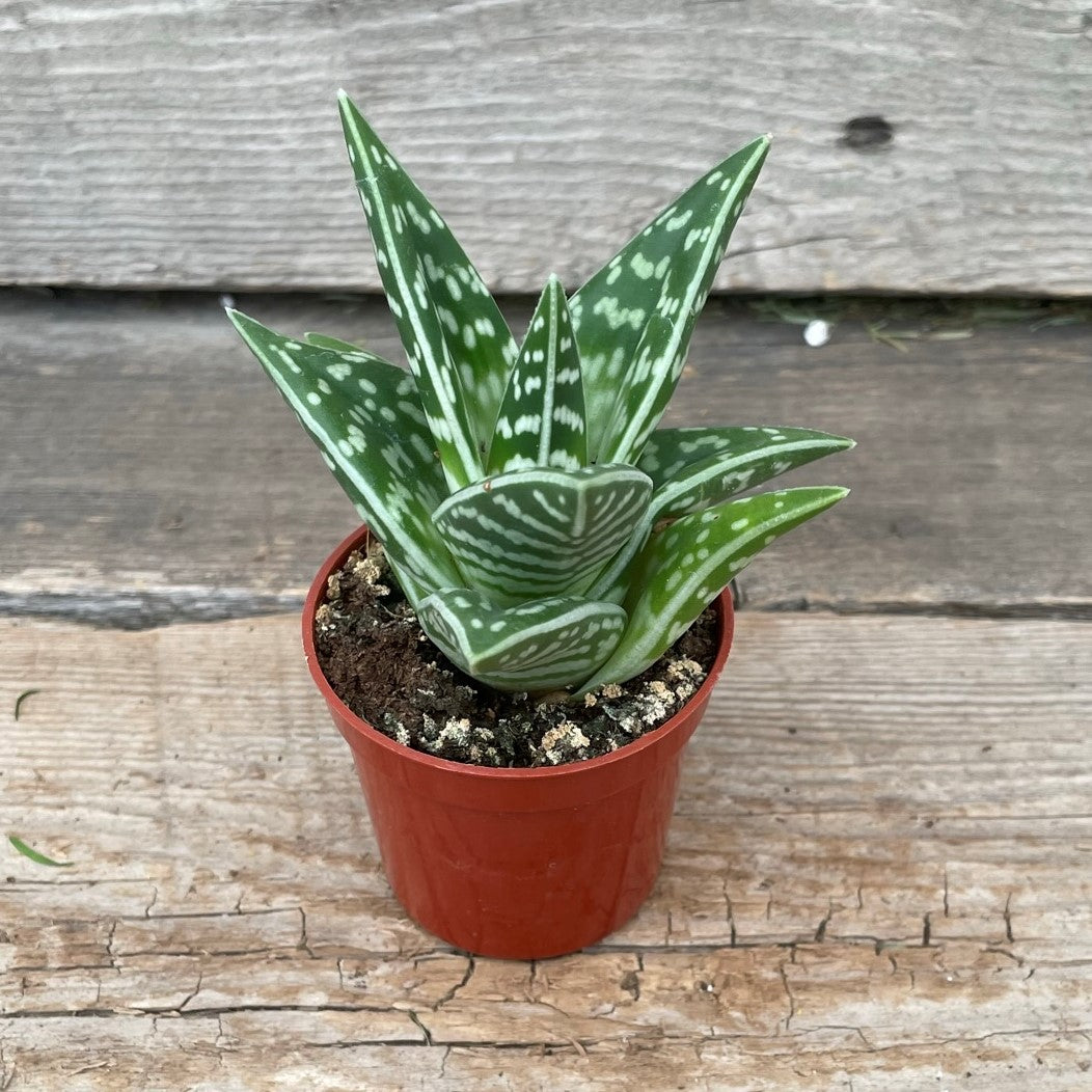 Aloe 'Pheasant Breast'