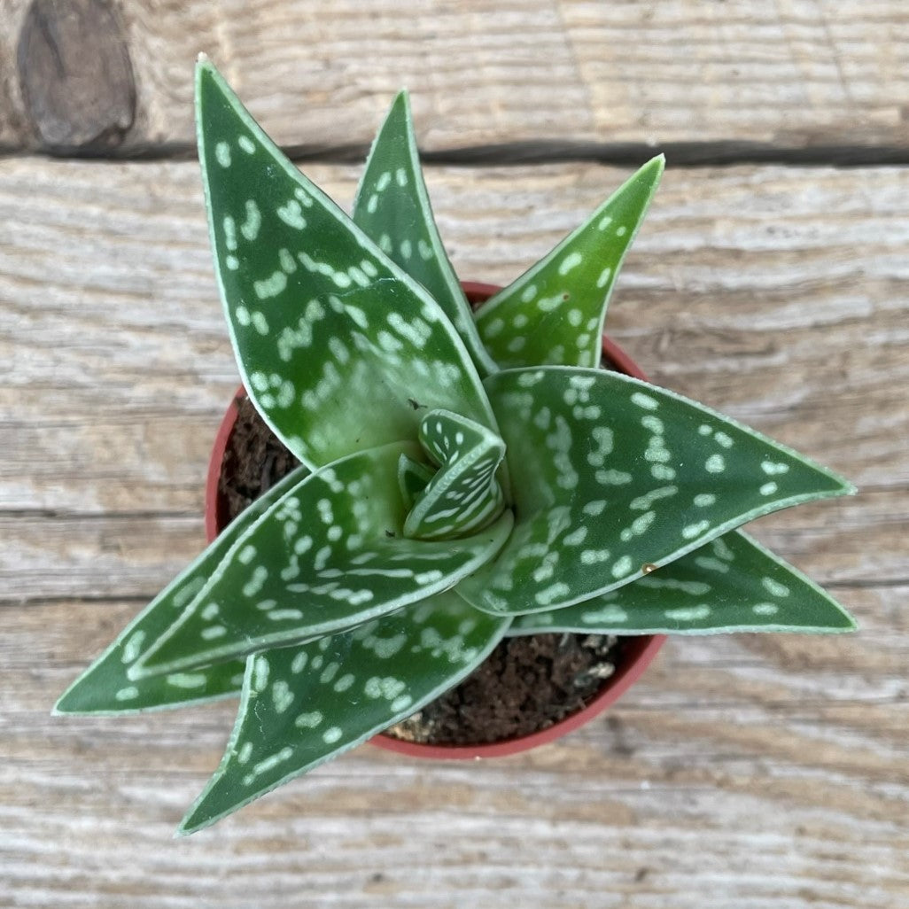 Aloe 'Pheasant Breast'