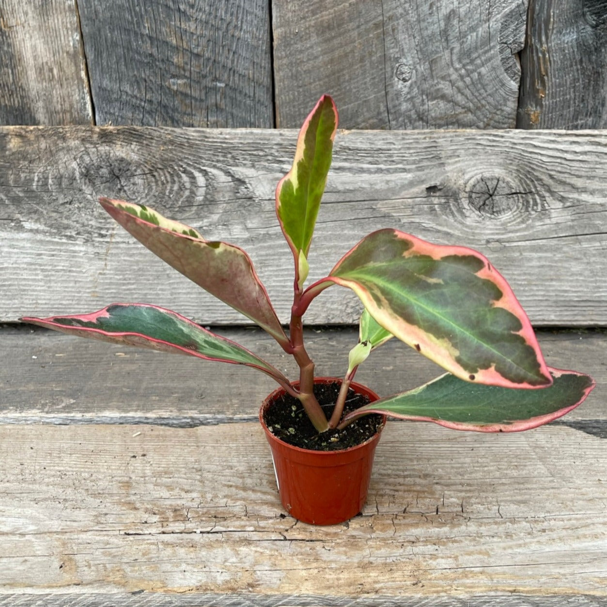 Peperomia 'Ginny'