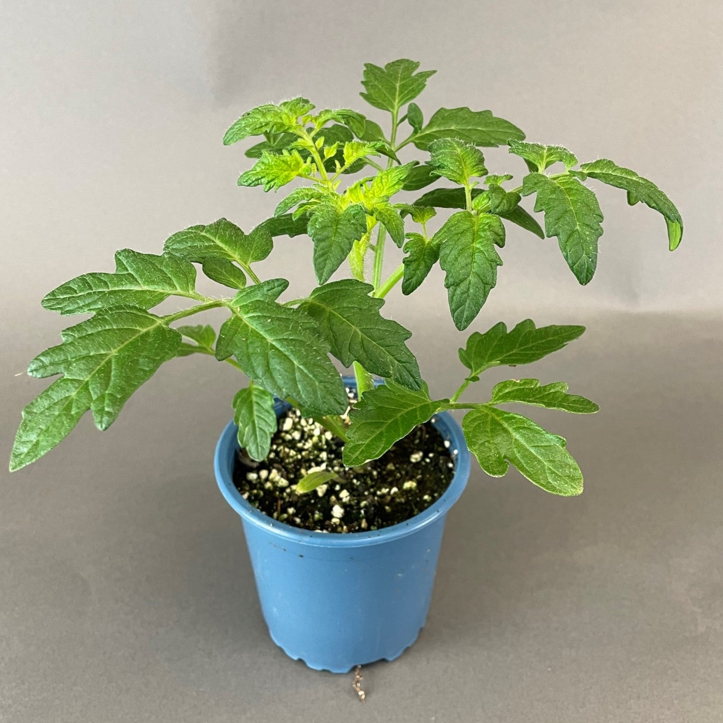 Tomato 'Supersweet 100'