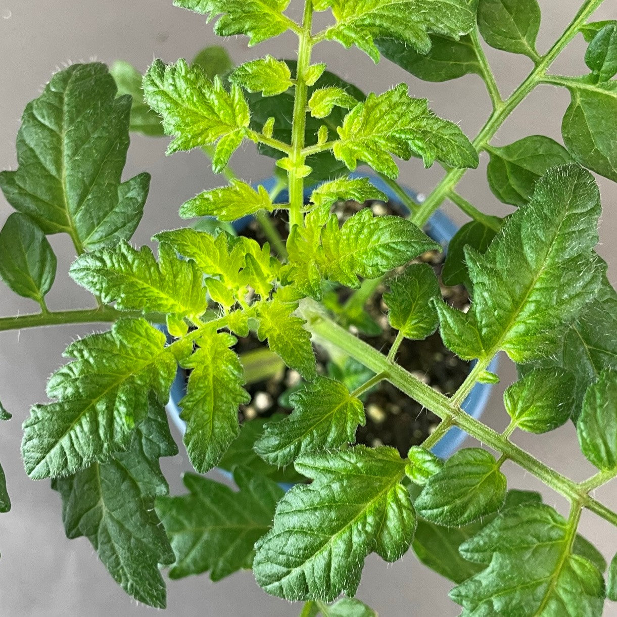 Tomato 'Supersweet 100'