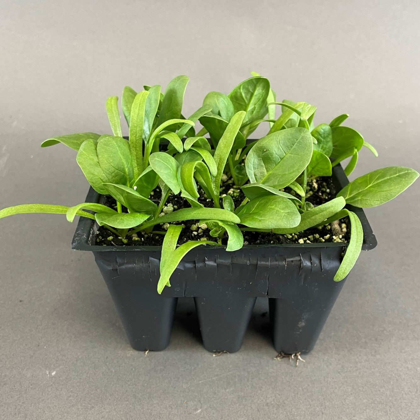Spinach