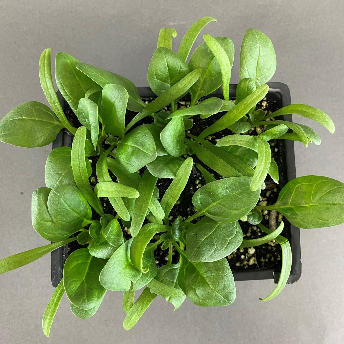 Spinach