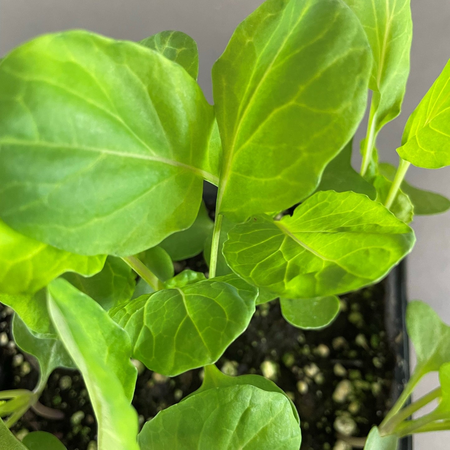 Brussels Sprouts