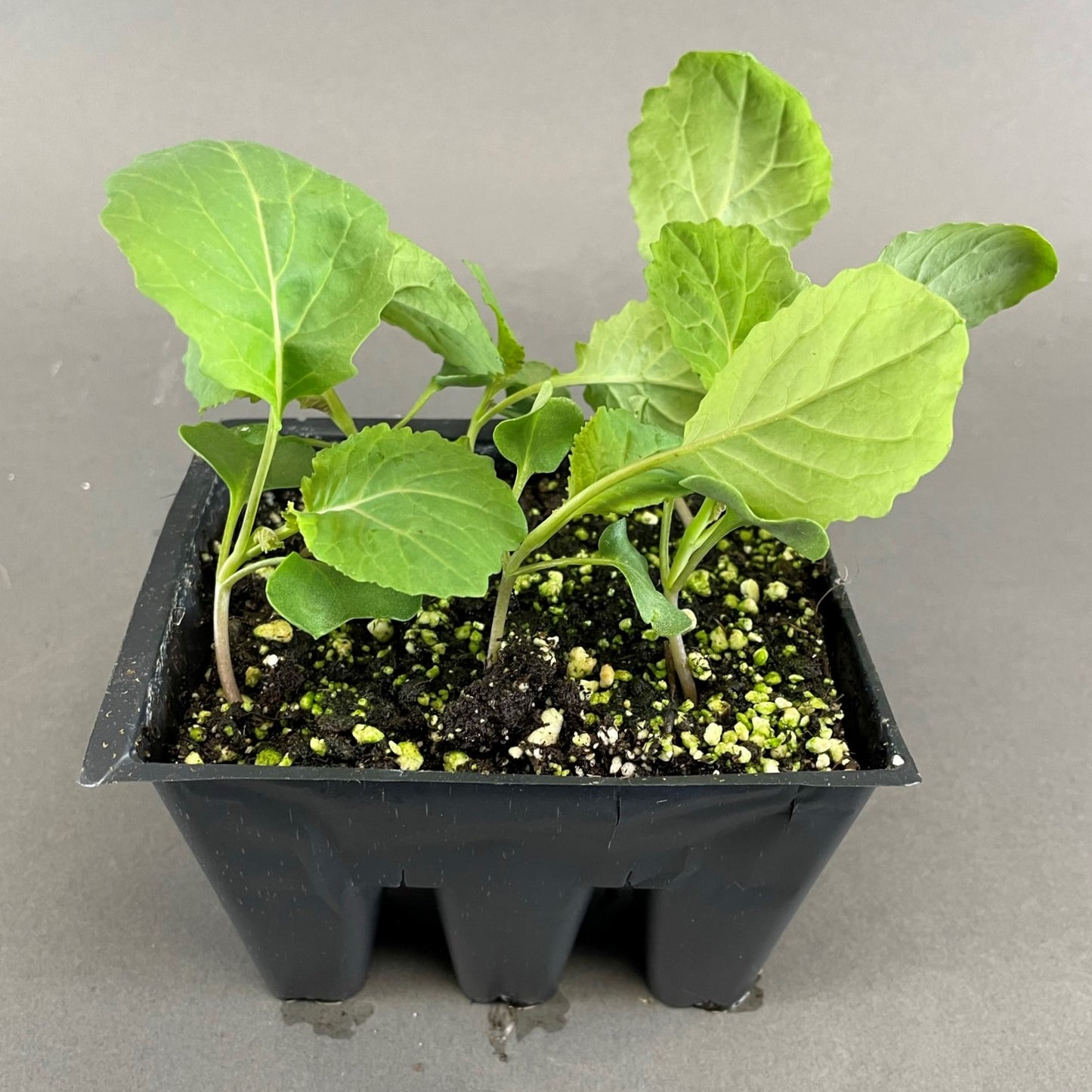 Cabbage 'Savoy Ace'