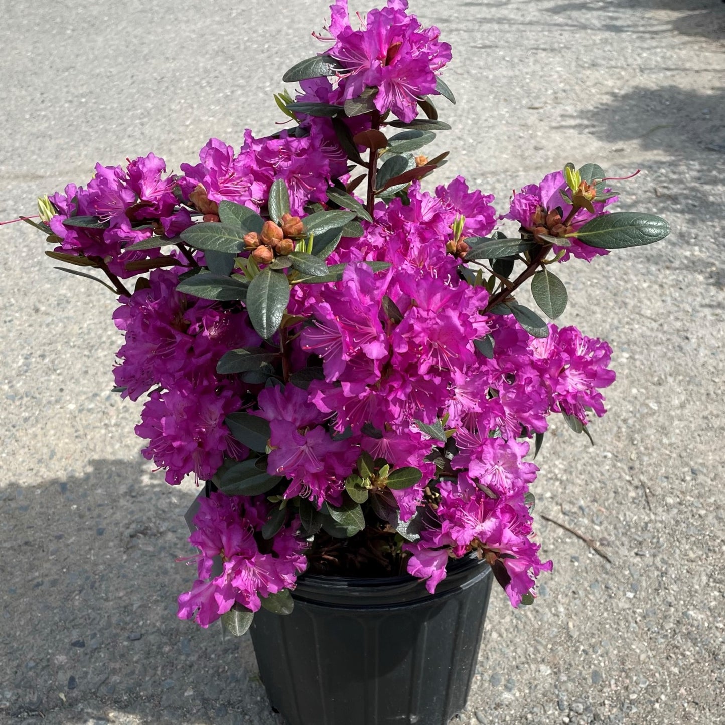 Rhododendron ‘P.J.M. Elite’
