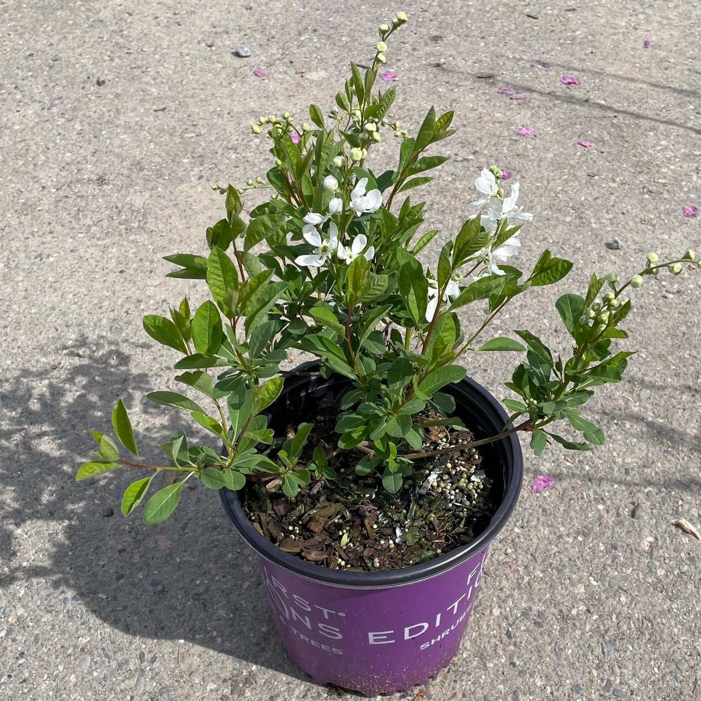 Pearlbush 'Lotus Moon™'