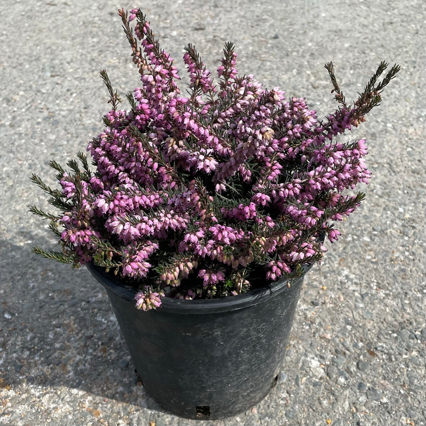 Heather 'Kramer's Red'