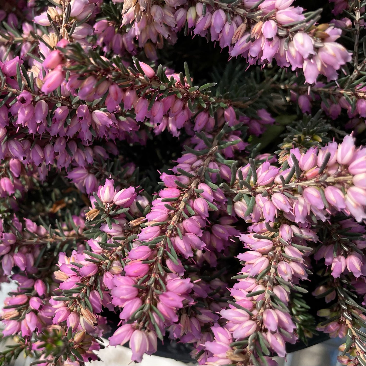 Heather 'Kramer's Red'