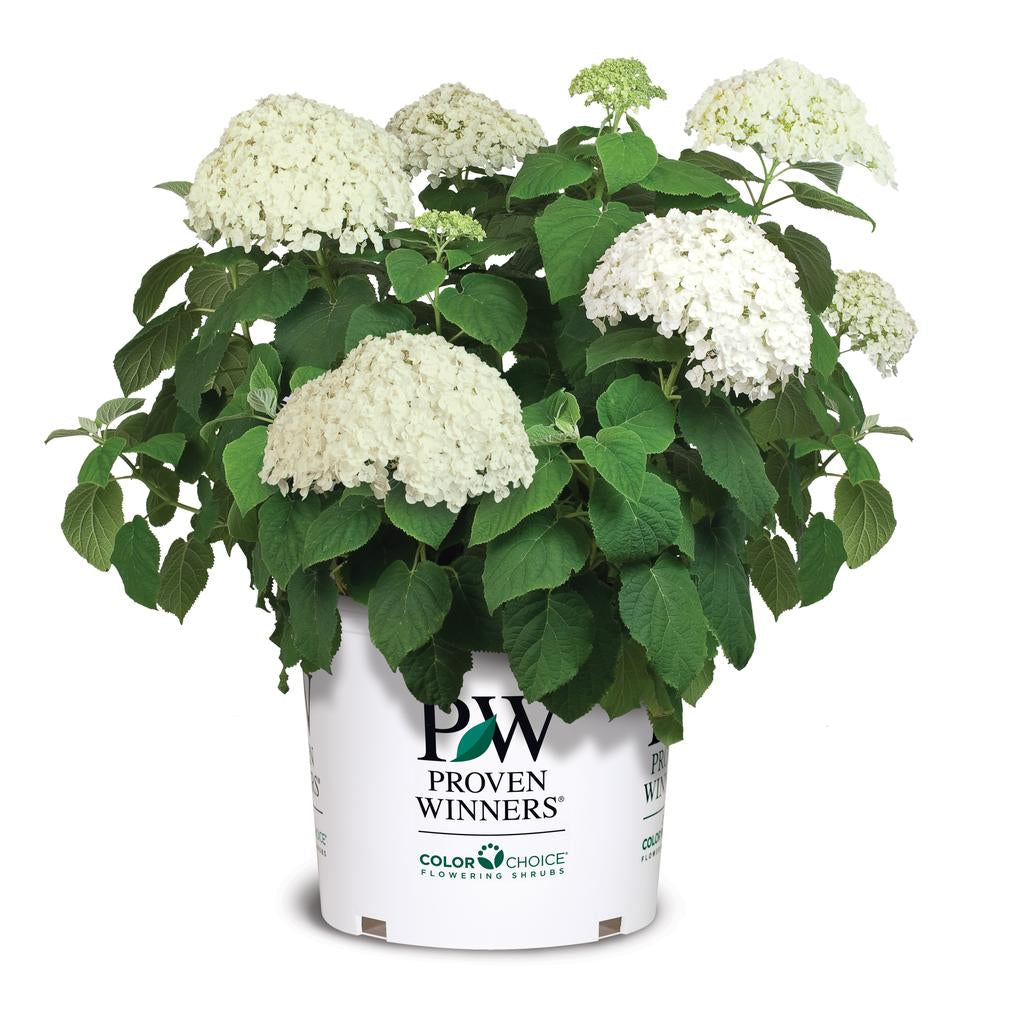 Hydrangea 'Incrediball'