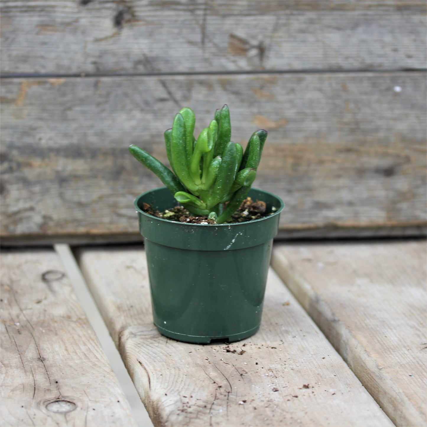Succulent Jade Plant Hobbit 4" Pot