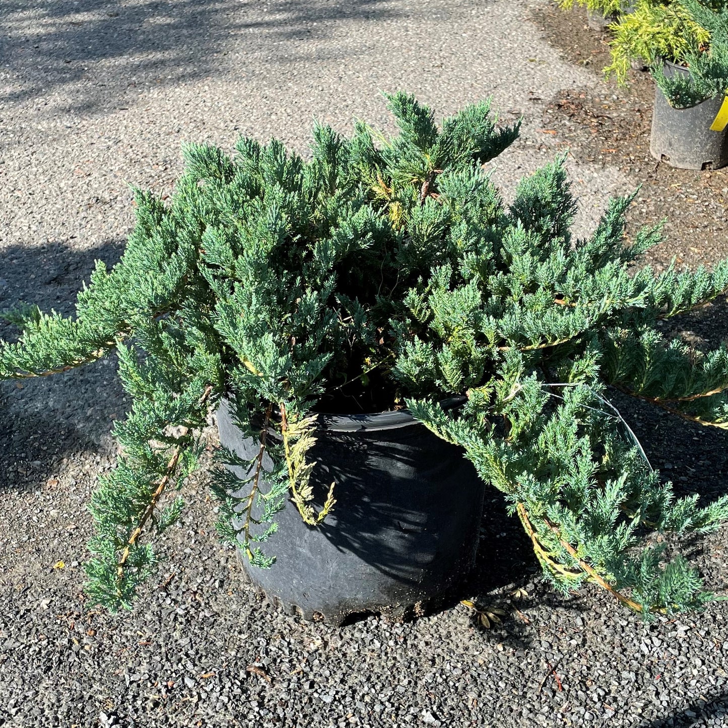 Juniper 'Blue Chip'