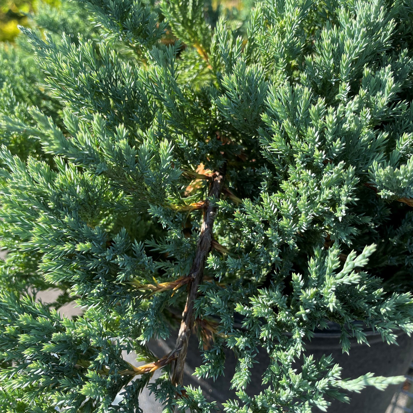 Juniper 'Blue Chip'