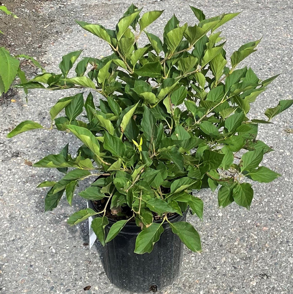 Lilac 'Miss Kim Dwarf'