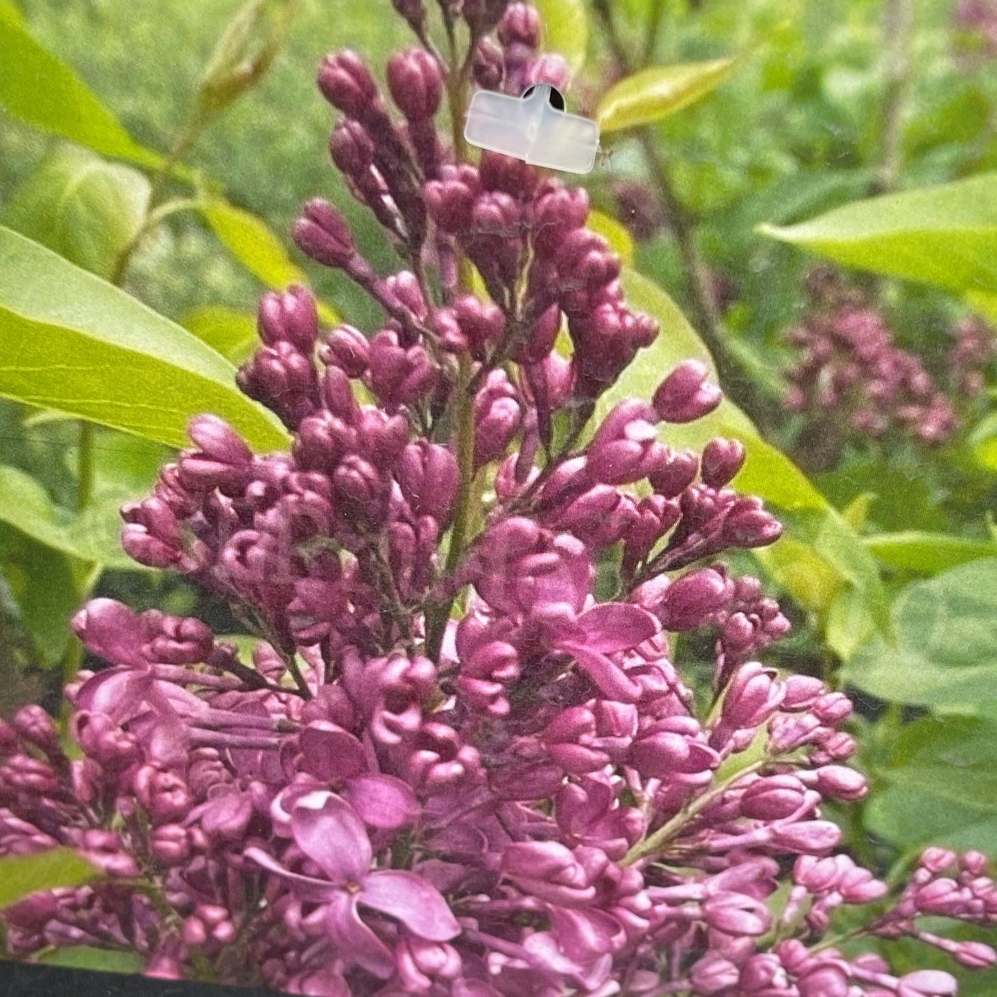 Lilac 'Monge'