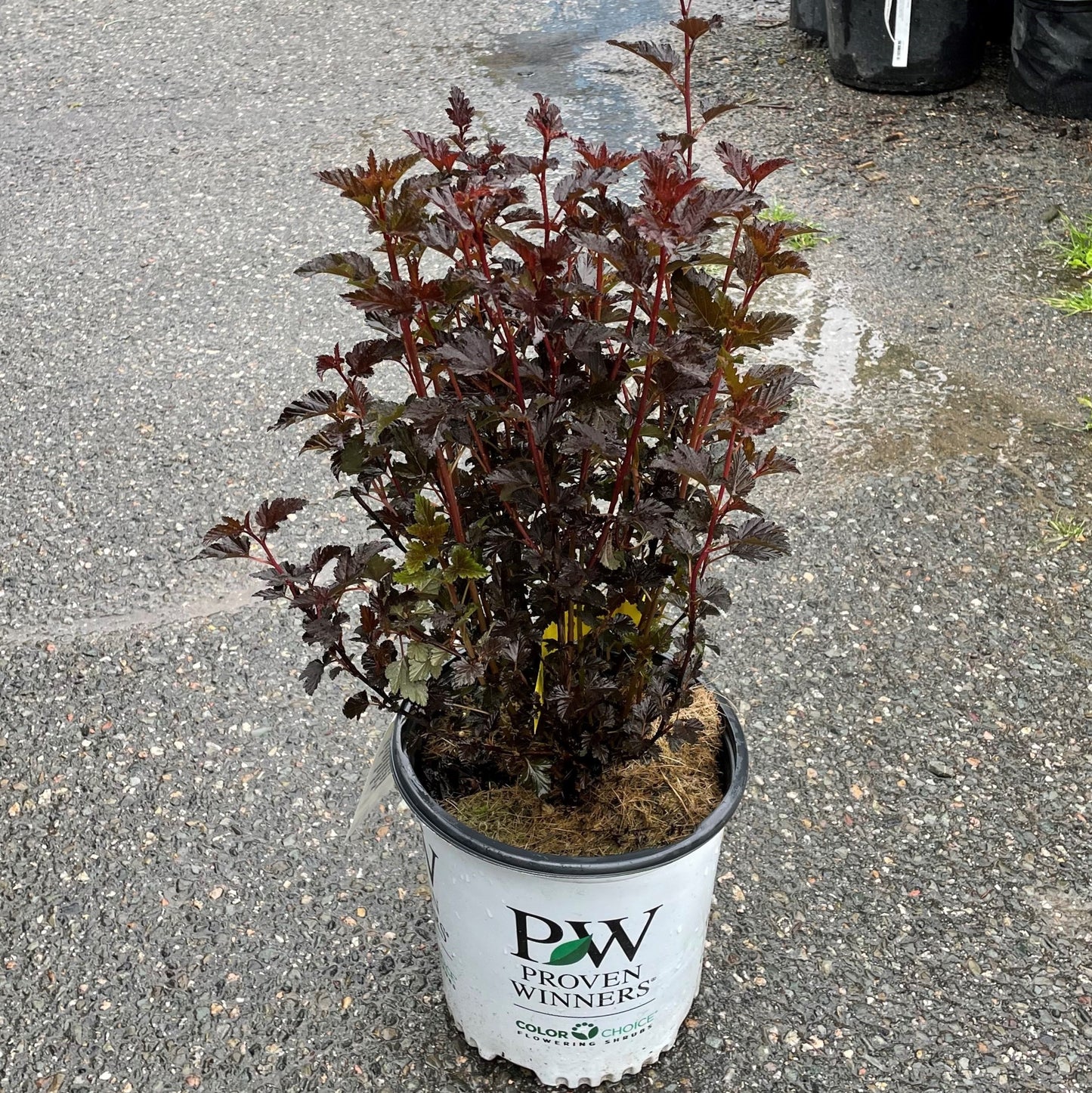 Ninebark Summer Wine 2gal (PW)