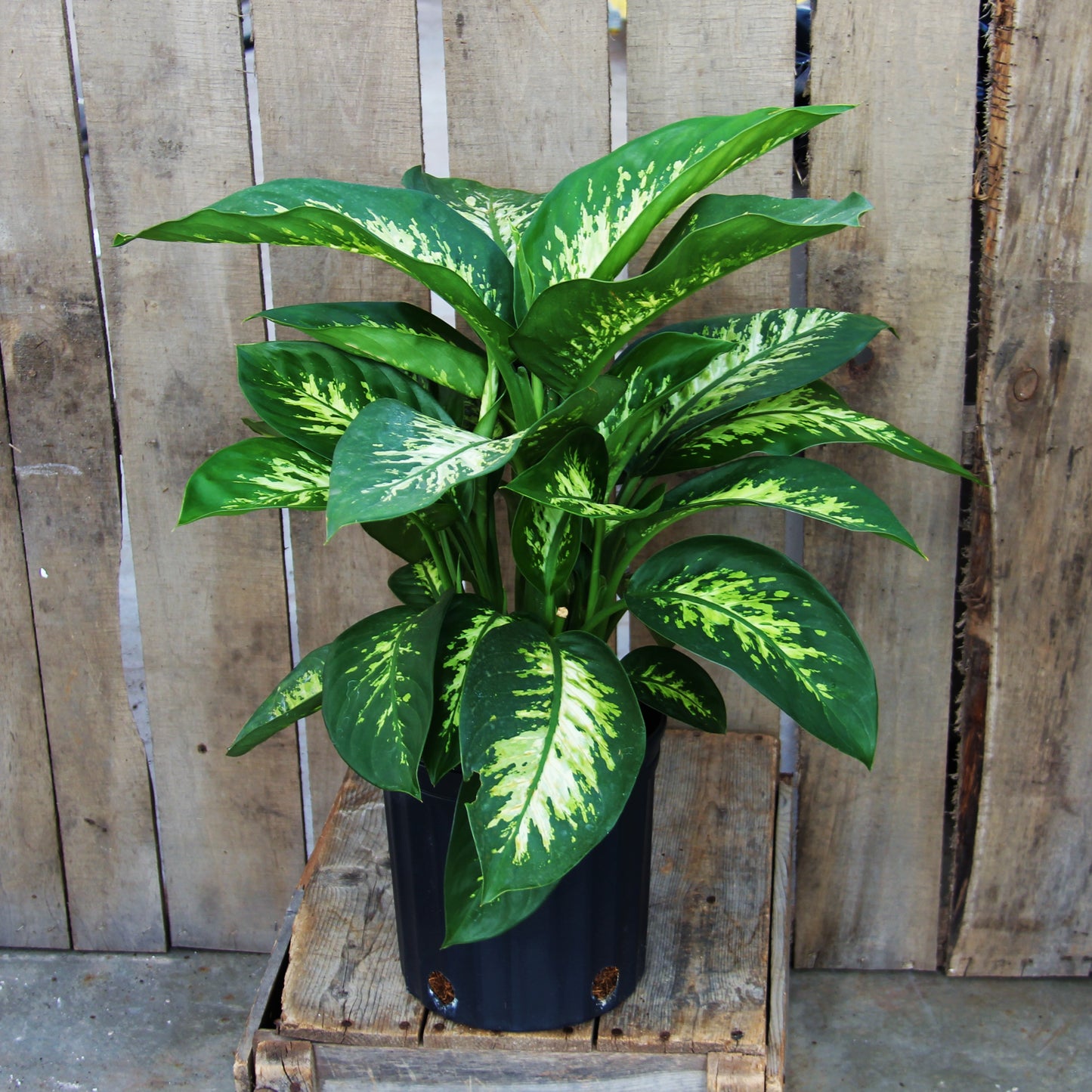 Dieffenbachia Tropic Snow 10" Pot