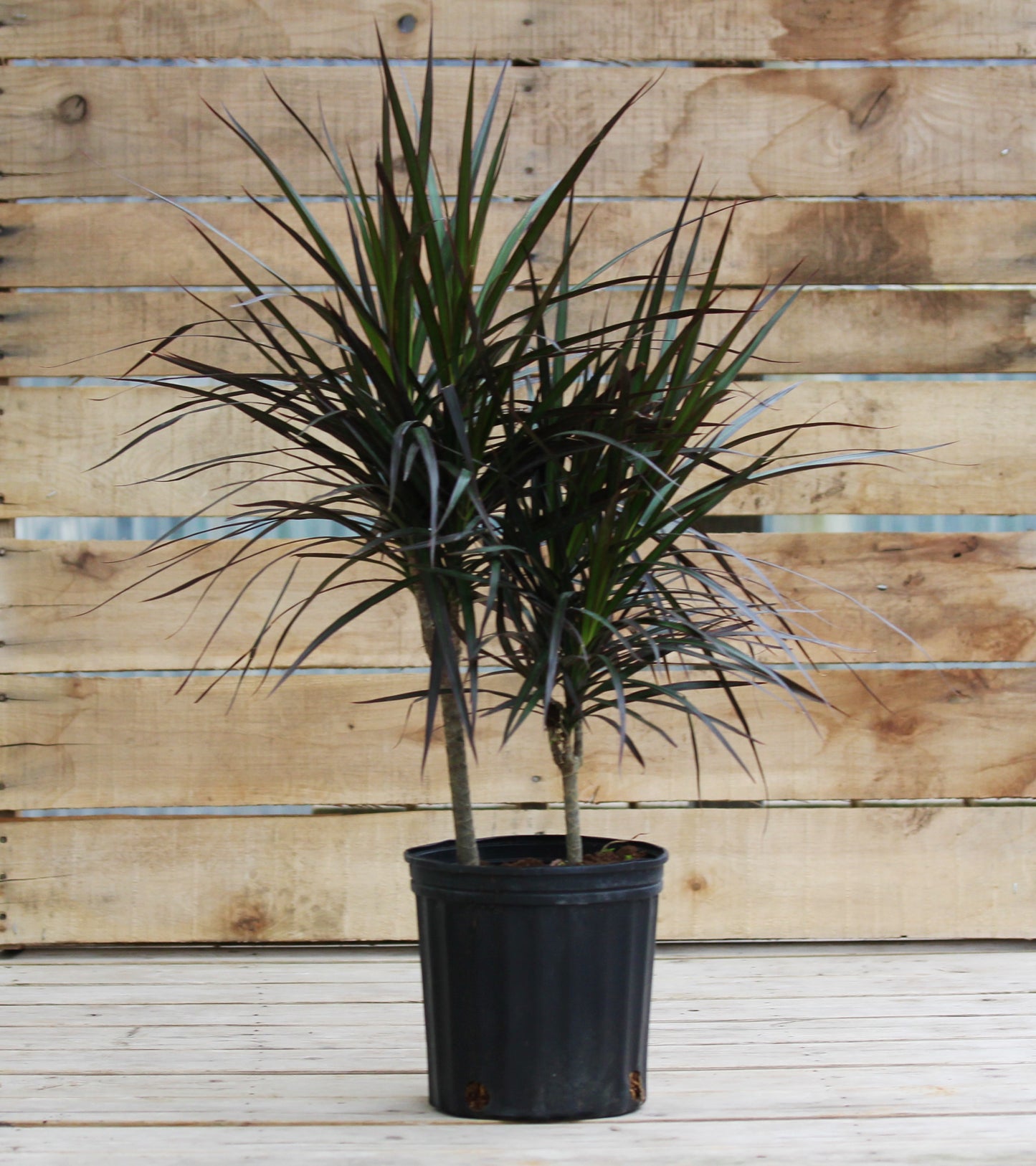 Dracaena Magenta Bush 10" Pot